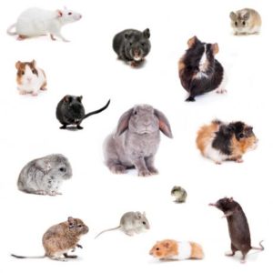 Alimentation pour Rongeur