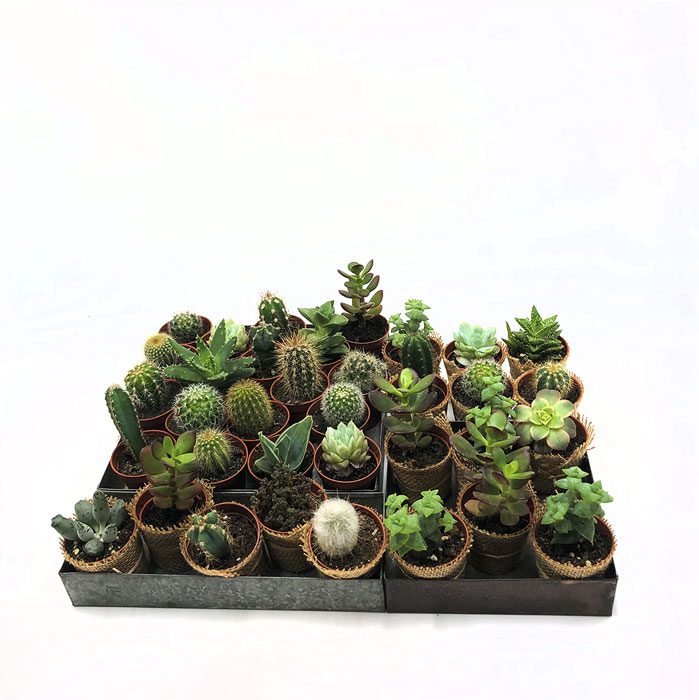 Mini cactus alocasia Toulouse Boutiques