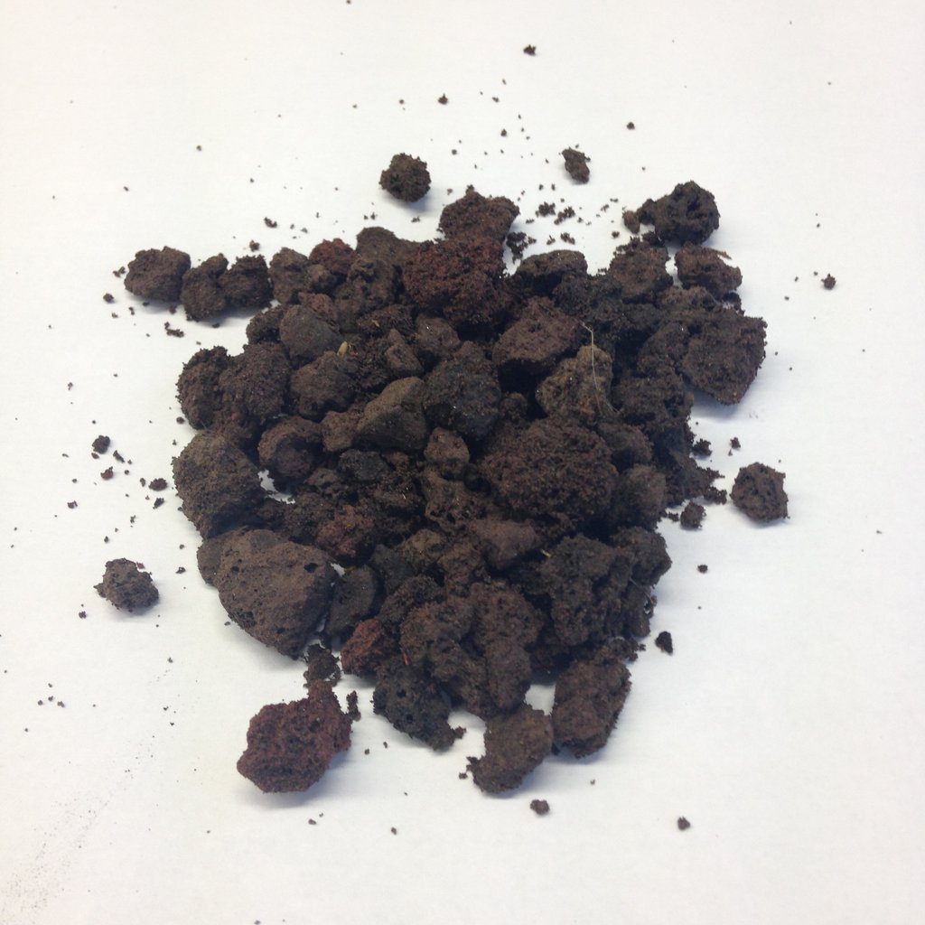 Forest Hi Ficus2 Toulouse Boutique