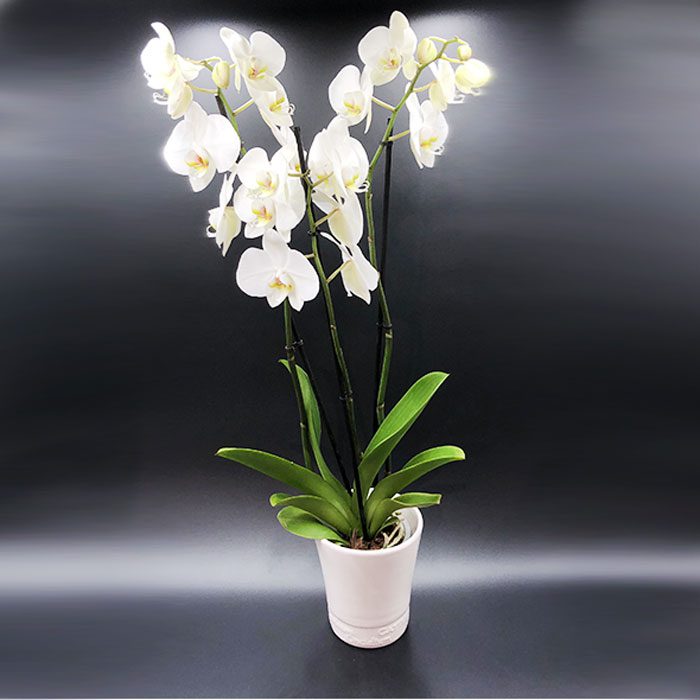 Orchidées Toulouse Boutiques Alocasia