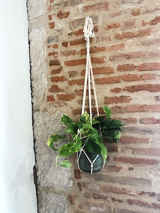 Plante-verte-corde Toulouse boutique