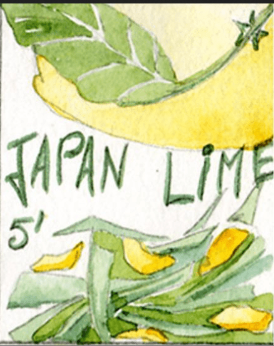 saveurs et harmonie japan lime Toulouse boutique