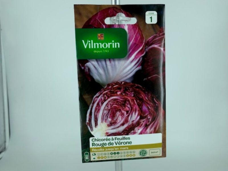 Chicorée à feuille Rouge de Vérone jardinerie Toulouse