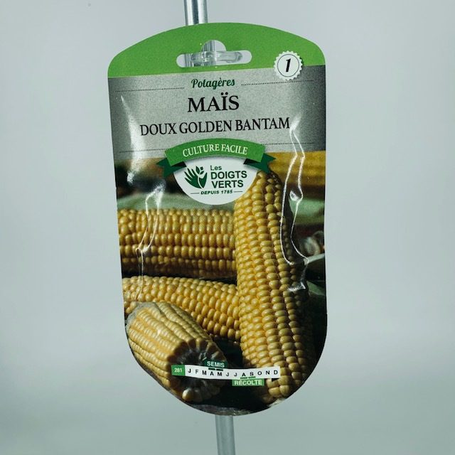 Maïs doux Golden Bantam semis Toulouse
