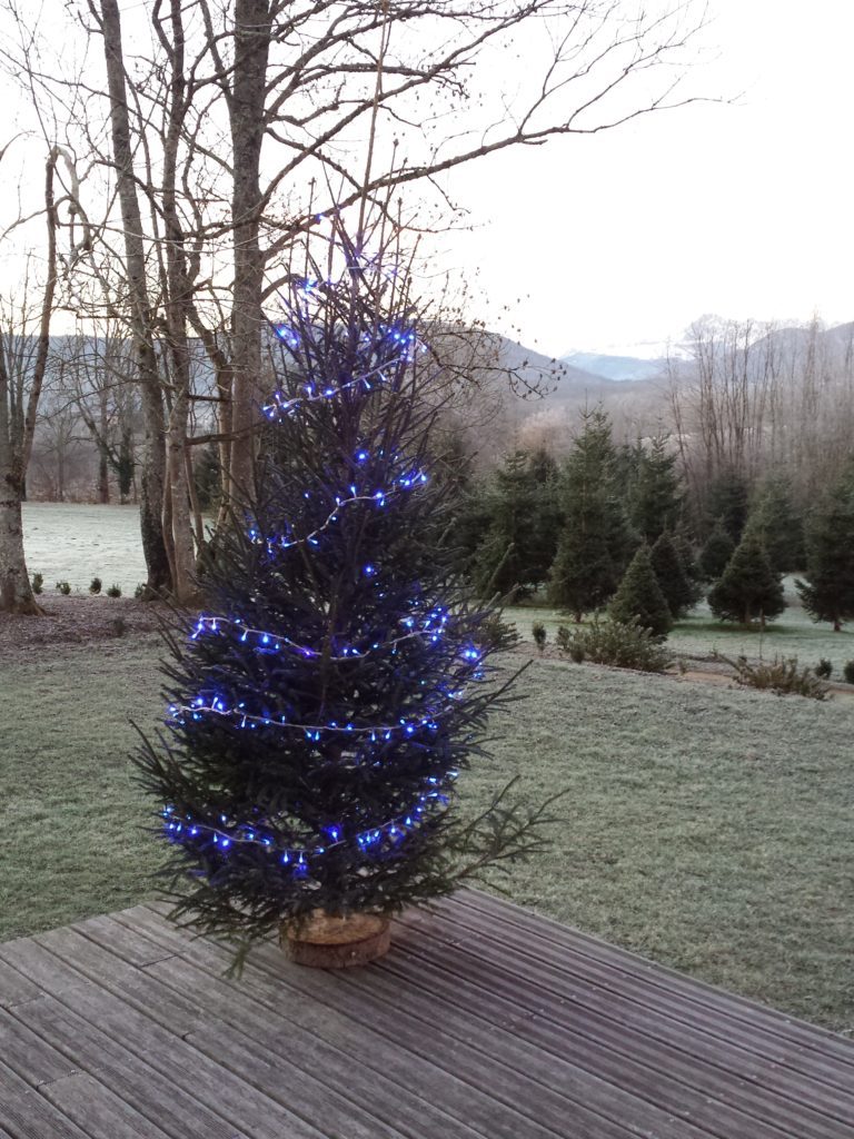 Sapin de noël épicéa BIO sur Toulouse Boutiques. Livraison gratuite