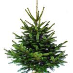 Sapin de Noel