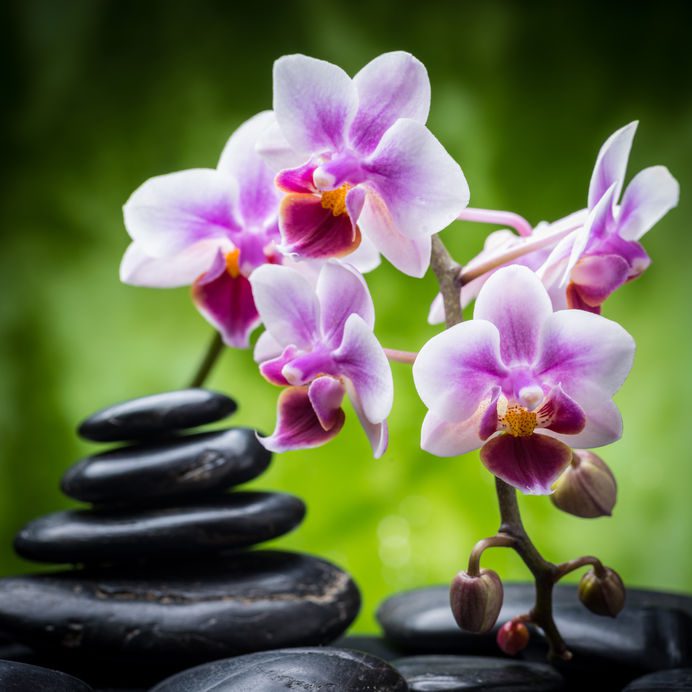 Coupe remplie de billes d'argile sous un phalaenopsis en pot