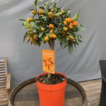 Kumquat TOULOUSE