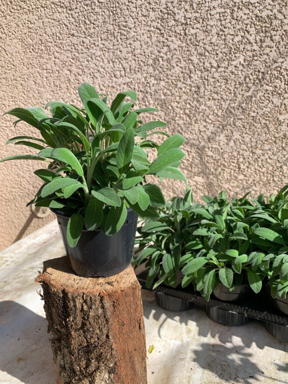 Sauge officinale TOULOUSE