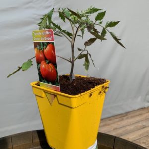 Tomate greffées coeur de boeuf TOULOUSE