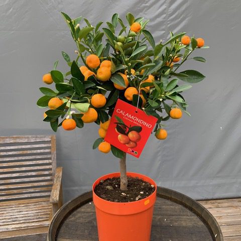 calamondin TOULOUSE