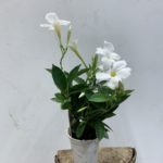 Dipladenia blanc pot 10 cm TOULOUSE