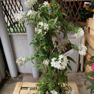 Solanum Jasminoide TOULOUSE