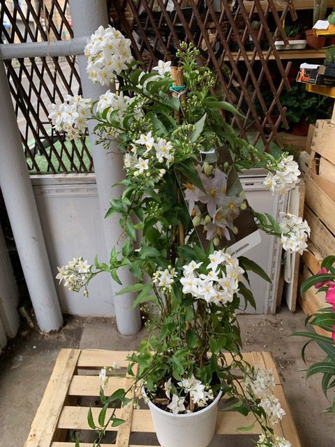 Solanum Jasminoide TOULOUSE
