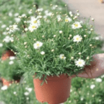 anthemis TOULOUSE