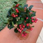Gaultheria Jardinerie Toulouse