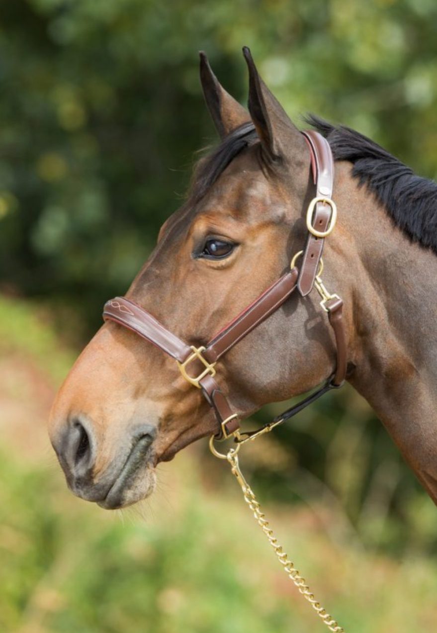 Groming Licol Cuir Groming Licol Cuir