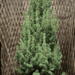 Sapin de Noël Picéa en pot 110 cm