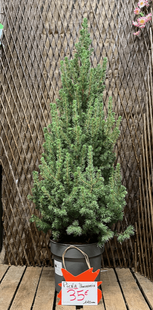 Sapin de Noël Picéa en pot 110 cm