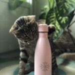 chat qui joue avec une gourde rose
