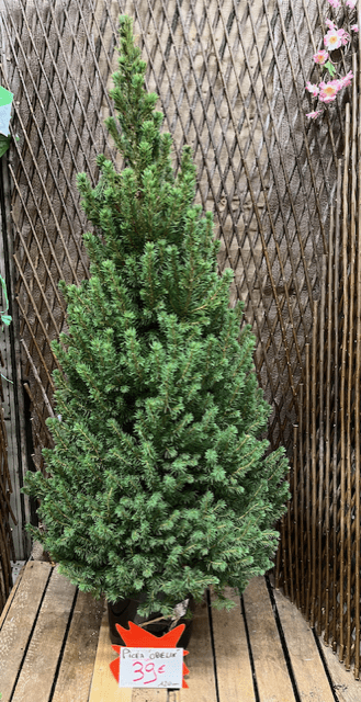 Sapin de Noël Picéa en pot 120 cm