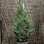 Sapin de Noël Picéa en pot 110 cm - PANORAMIX